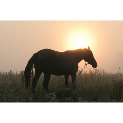 Wschód słońca z koniem, Dariusz Żabiński, fotografia artystyczna