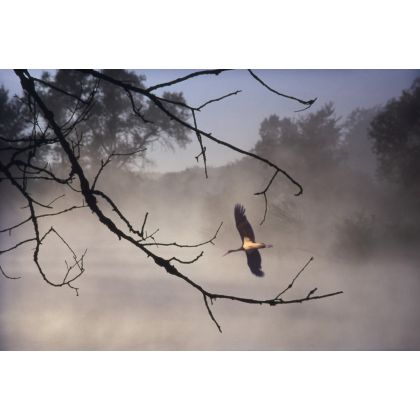 Bocian czarny we mgle., Dariusz Żabiński, fotografia artystyczna
