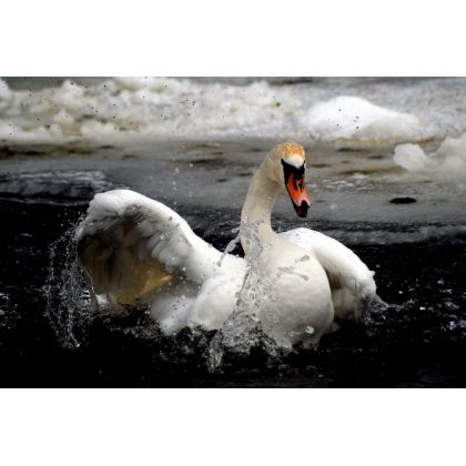 Warta czyli rzeka łabędzi., Dariusz Żabiński, fotografia artystyczna