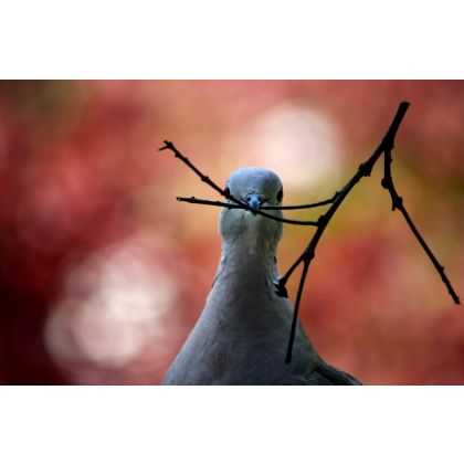 Wiosna-Nadzieja czyli gołąbek z gałą, Dariusz Żabiński, fotografia artystyczna