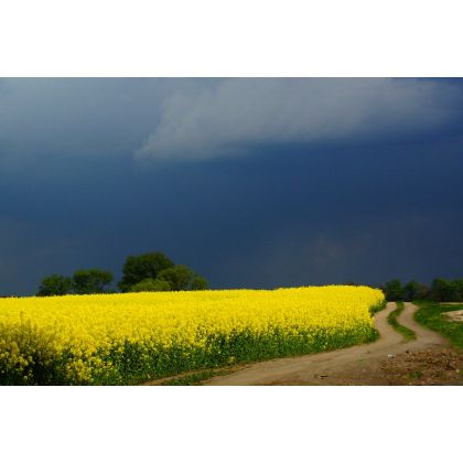 Wiosenne kontrasty czyli wśród pól., Dariusz Żabiński, fotografia artystyczna