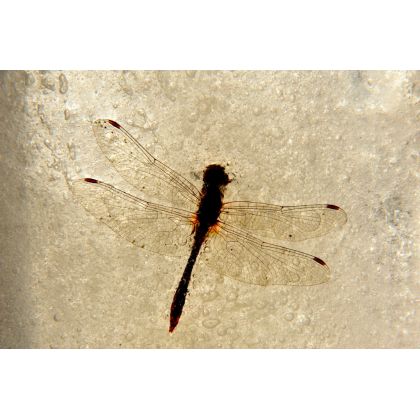 Dragonfly czyli zamarznięty wojownik., Dariusz Żabiński, fotografia artystyczna