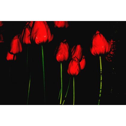 Noc tulipanów czyli absolutna harmonia , Dariusz Żabiński, fotografia artystyczna