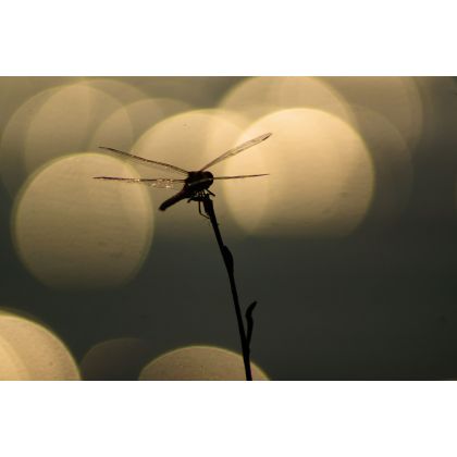 Wiosenne tematy., Dariusz Żabiński, fotografia artystyczna