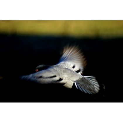 Cichy lot gołębia., Dariusz Żabiński, fotografia artystyczna