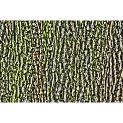 Ściana lasu czyli natur..alna abstrakcj, Dariusz Żabiński, fotografia artystyczna