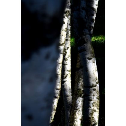 Cztery białe drzewa., Dariusz Żabiński, fotografia artystyczna