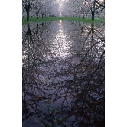 Wiśniowy sad,kwiecień., Dariusz Żabiński, fotografia artystyczna