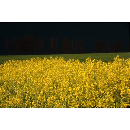 Majowe pole z rzepakiem., Dariusz Żabiński, fotografia artystyczna