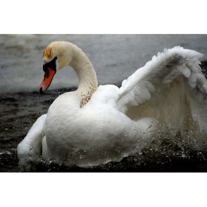 Łabędź czyli siła i moc..., Dariusz Żabiński, fotografia artystyczna