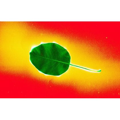 Zielony liść albo trzy kolory., Dariusz Żabiński, fotografia artystyczna