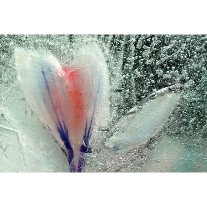 Biały krokus czyli zima w ogrodzie., Dariusz Żabiński, fotografia artystyczna