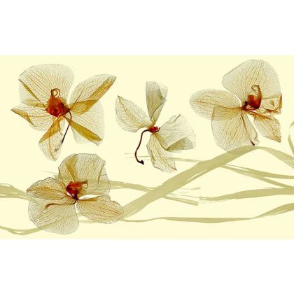 orchidea, Małgorzata Kossakowska, fotografia artystyczna