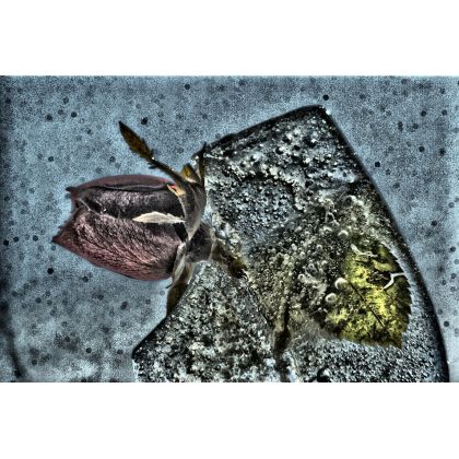 Tulipan...jeszcze zima., Dariusz Żabiński, fotografia artystyczna