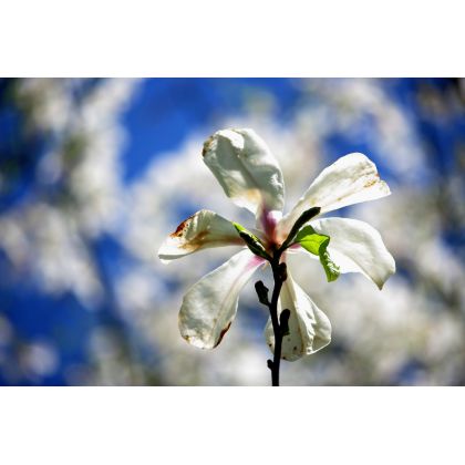 Gałązka magnolii., Dariusz Żabiński, fotografia artystyczna