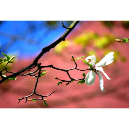 Magnolia., Dariusz Żabiński, fotografia artystyczna