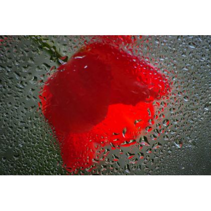 Czerwony tulipan., Dariusz Żabiński, fotografia artystyczna