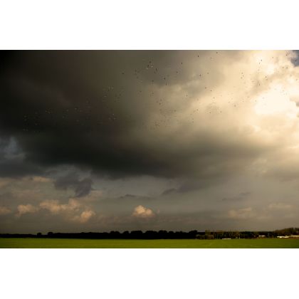 Pejzaż z ptakami., Dariusz Żabiński, fotografia artystyczna