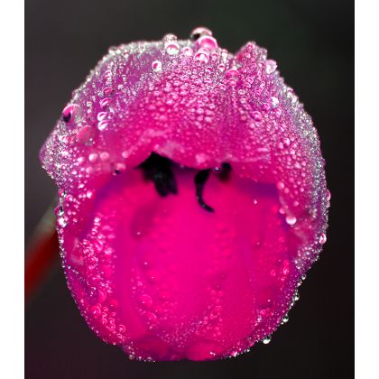 Różowy tulipan., Dariusz Żabiński, fotografia artystyczna
