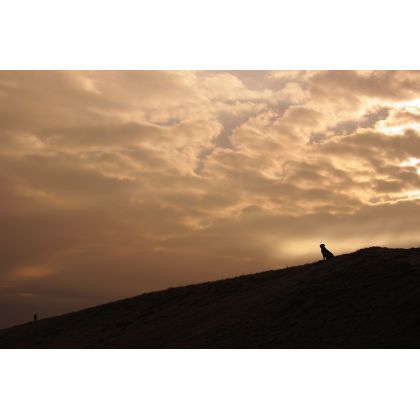 Samotność psa, Dariusz Żabiński, fotografia artystyczna