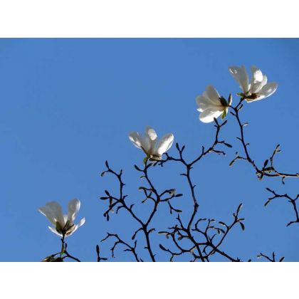 magnolia, Małgorzata Kossakowska, fotografia artystyczna
