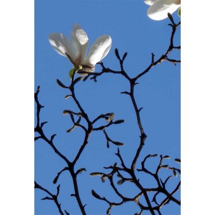 Małgorzata Kossakowska - fotografia artystyczna - magnolia foto #1