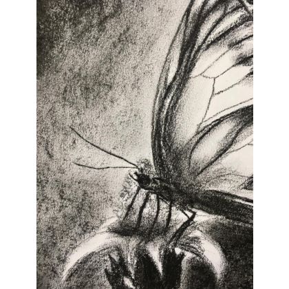 Monika Palichleb - rysunek węglem - Motyl, A4 foto #1