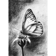 MOTYL, A4