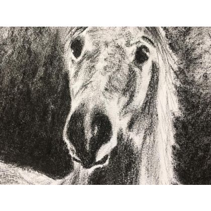 Monika Palichleb - rysunek węglem - Horse, A4 foto #1