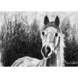 Horse, A4