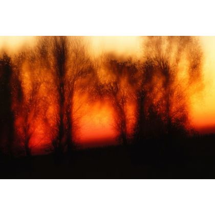Drzewa o wschodzie słońca., Dariusz Żabiński, fotografia artystyczna