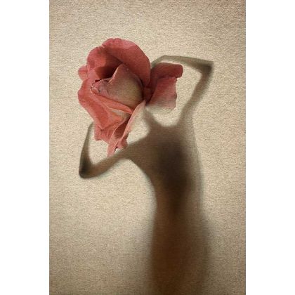 róża, Małgorzata Kossakowska, fotografia artystyczna