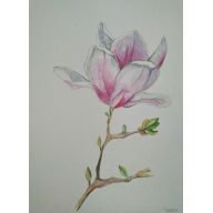 Magnolia- akwarela
