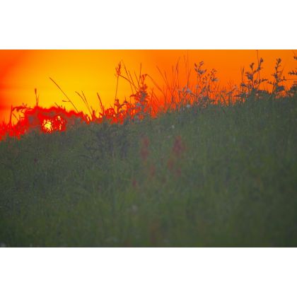 Łąka jak łąka, Dariusz Żabiński, fotografia artystyczna