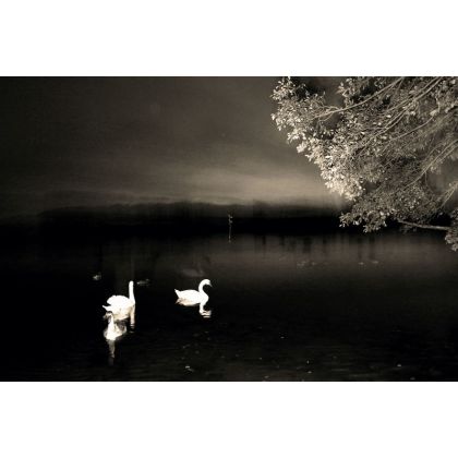 Noc z łabędziami, Dariusz Żabiński, fotografia artystyczna