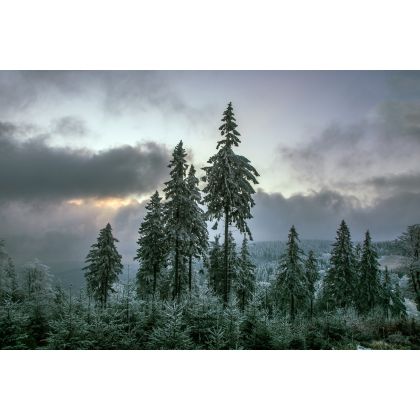 Wysokie drzewa, Jan Brzeziński, fotografia artystyczna