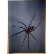 Plakaty pająki