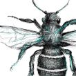 grafika - pszczoła - cykl owady