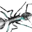 grafika - mrówka - cykl owady