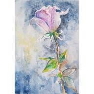 Róża -  akwarela